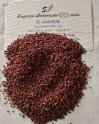 Red Sorghum Millet