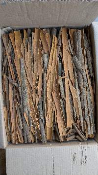 Split Cassia