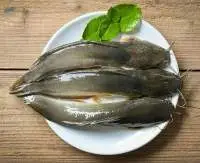 Fresh Catfish
