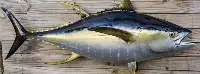 Fresh Whole Yellowfin Tuna