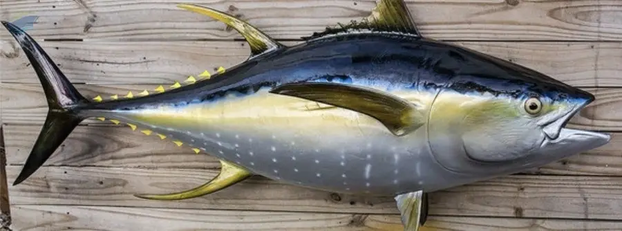 Fresh Whole Yellowfin Tuna