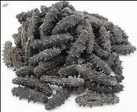 Sea Cucumber