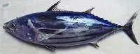 Fresh Skipjack Tuna