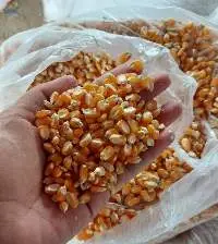 Yellow Corn/Maize
