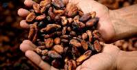 Premium Natural Cocoa Beans For Chocolate