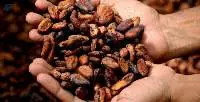 Premium Natural Cocoa Beans For Chocolate