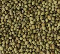 Coriander Whole
