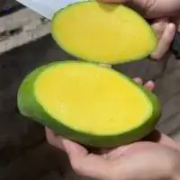 Thai Mango (Kaew Kamin) 60-70% Maturity