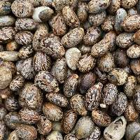 Castor Oil Seeds