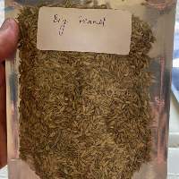 Fennel Seeds