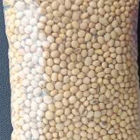 Soybean