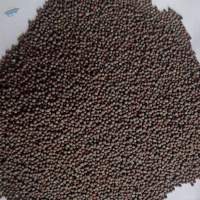 Canola Seeds
