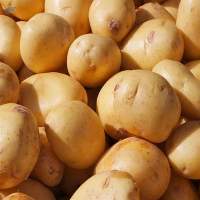 Potato