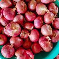 Onion
