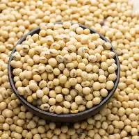 Soybeans & Soybean Meal