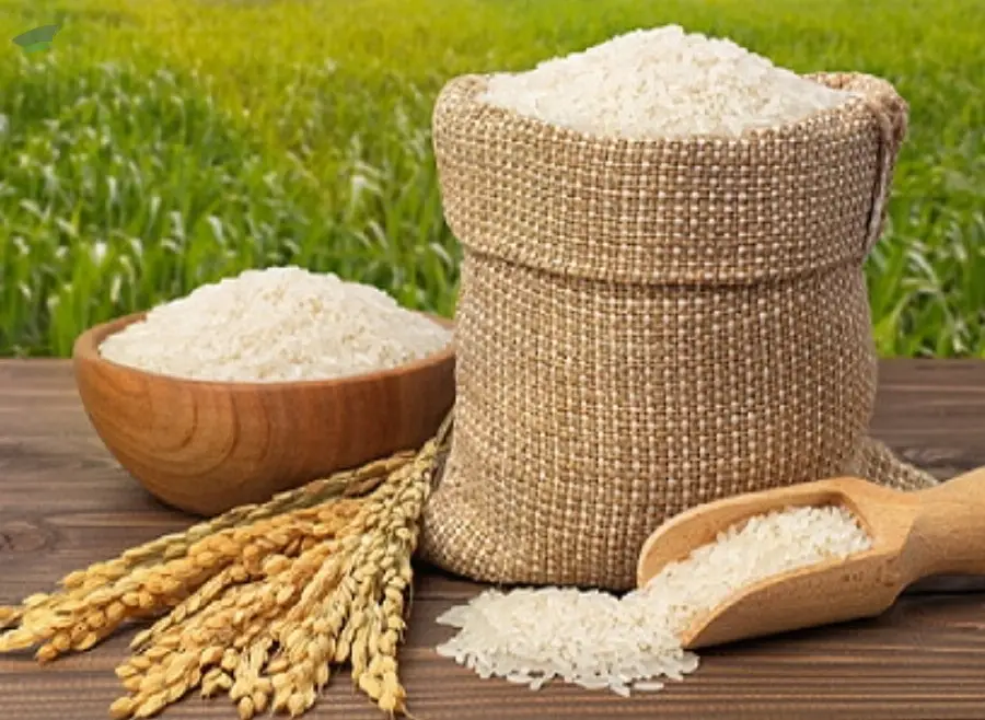 White Raw Rice