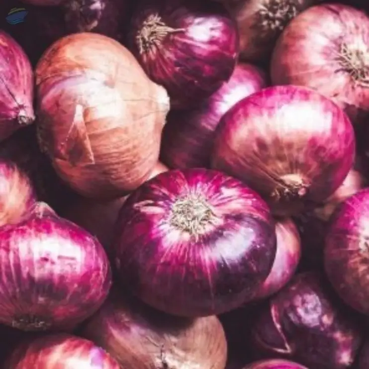 Onion