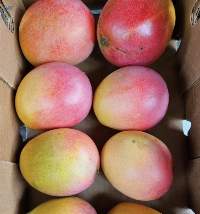 Mangoes