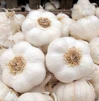 Garlic
