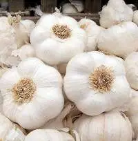 Garlic