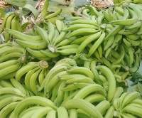 Plantain