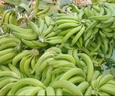 Plantain