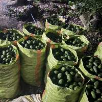 Hass & Fuerte Avocado
