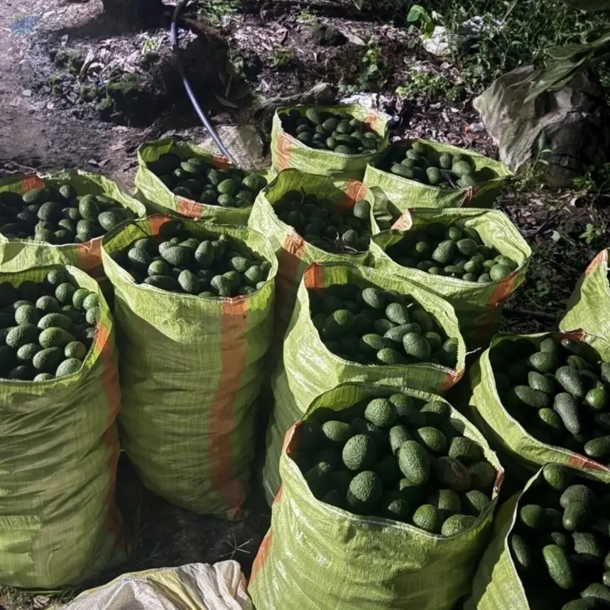 Hass & Fuerte Avocado