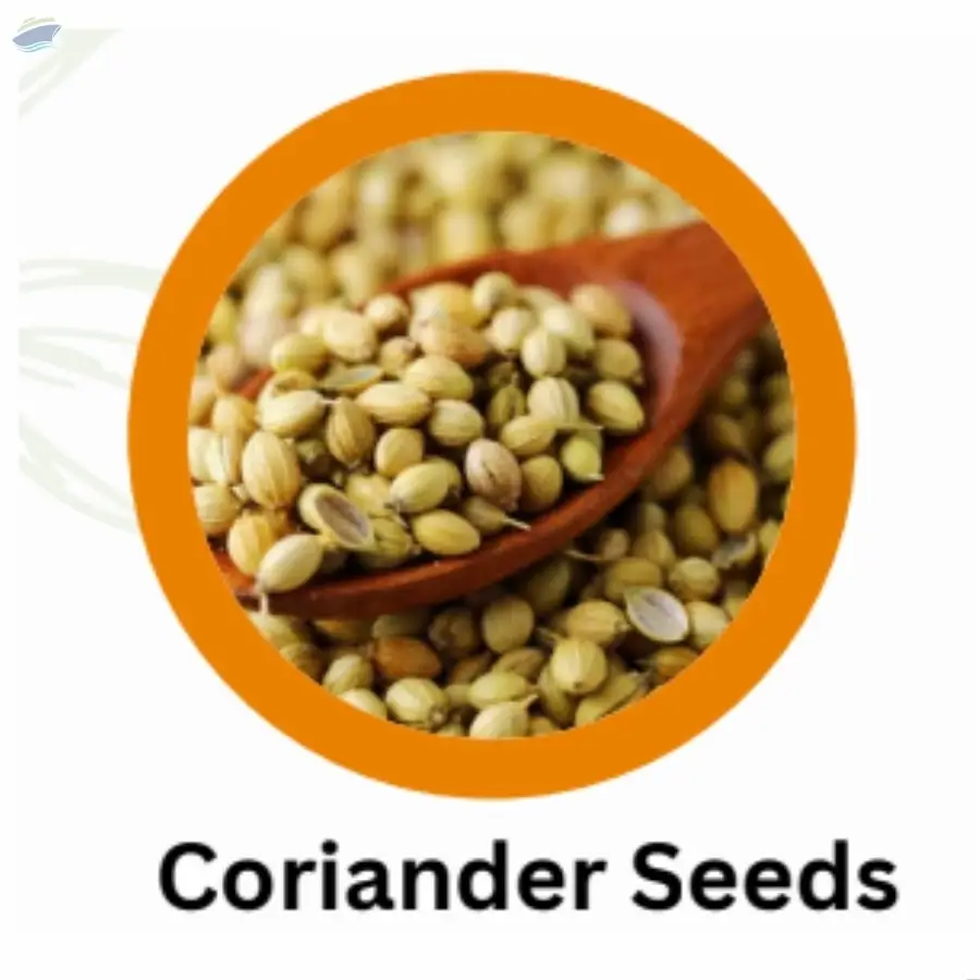 Indian Organic Coriander Seed