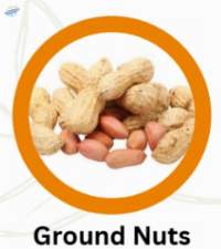 Groundnut/Peanut
