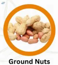 Groundnut/Peanut