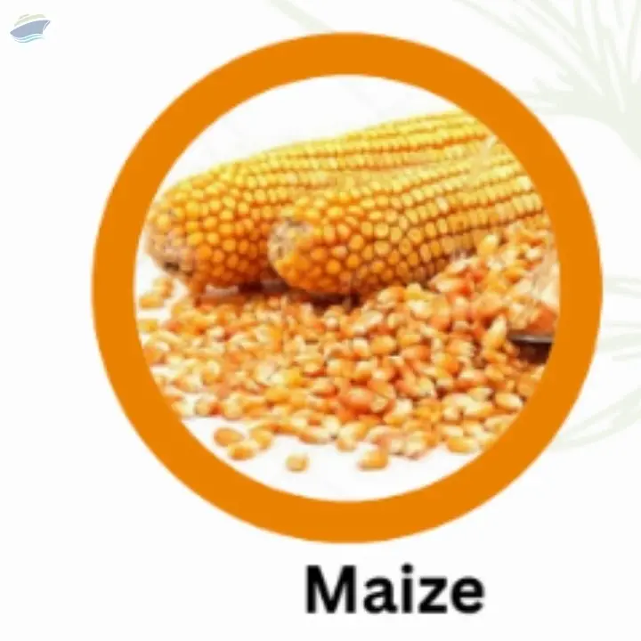 Maize