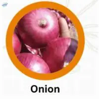Onion