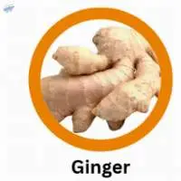 Ginger