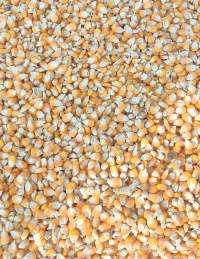 Maize/ Corn