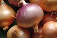 Fresh Onion