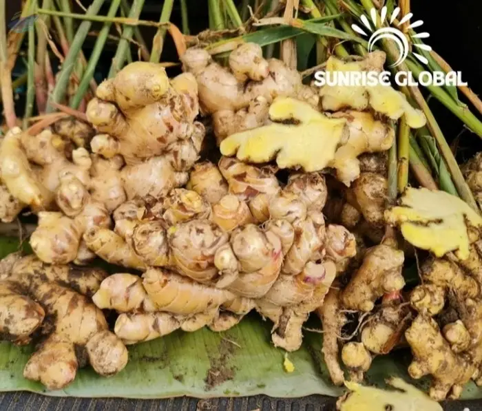 Ginger