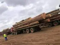 Wood Log