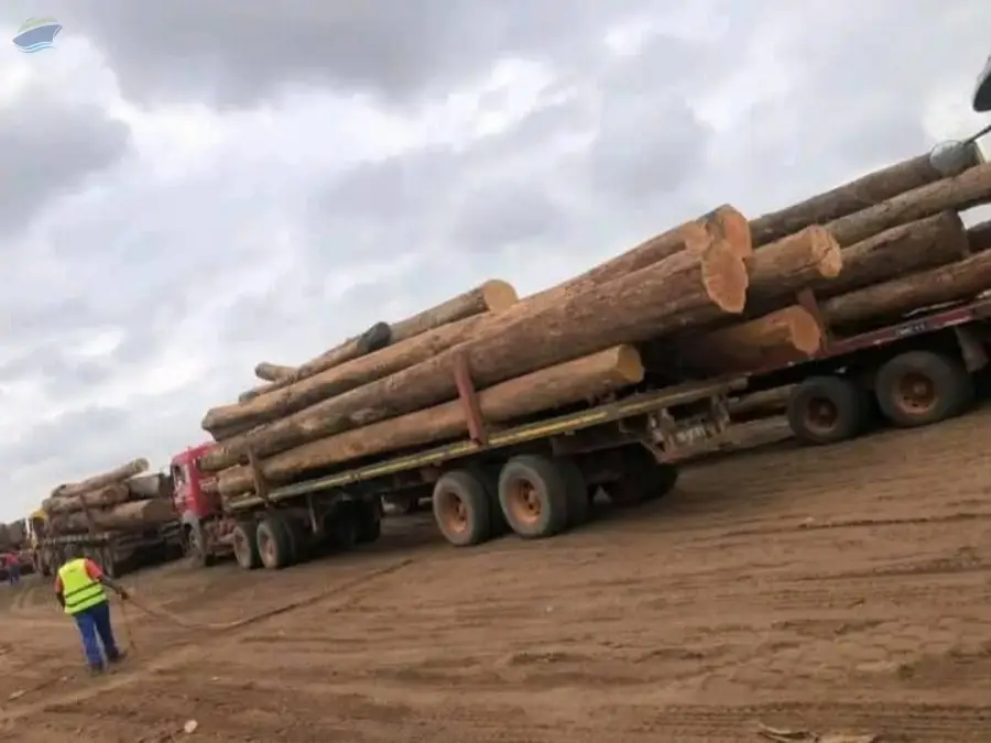 Wood Log