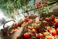 Fresh Tomatoes