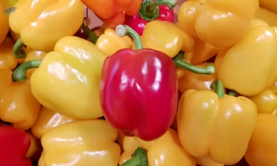 Red & Yellow Fresh Pepper