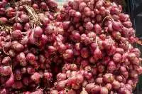 Red Onion