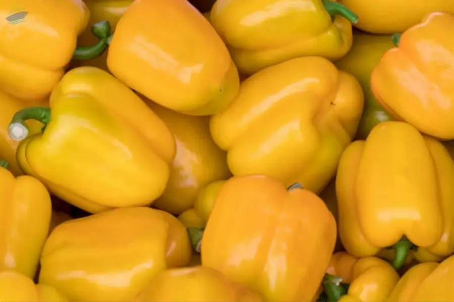 Yellow Fresh Pepper