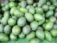 Fresh Hass, Fuerte, Bacon Avocado Fruits