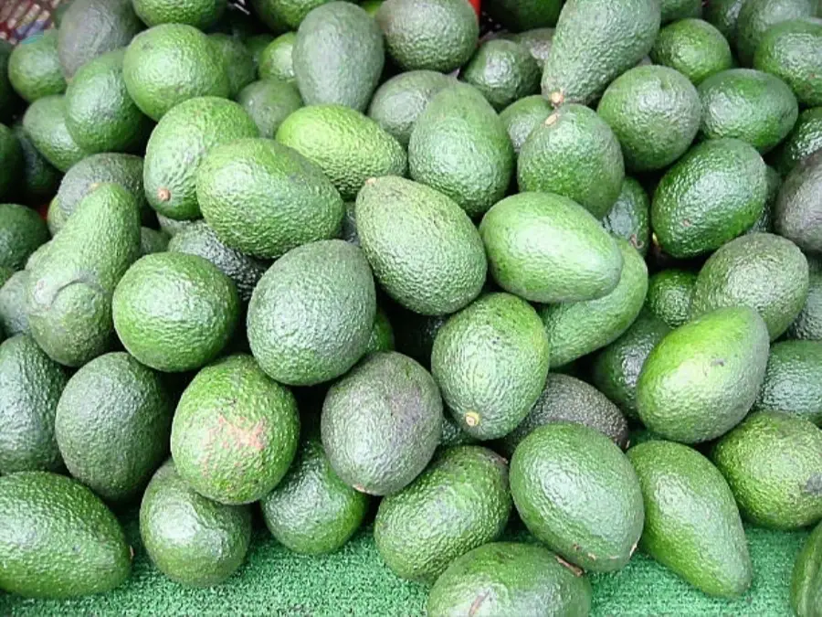 Avocado