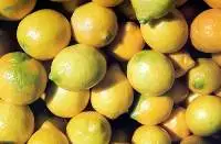 Citron (Citrus Medica)