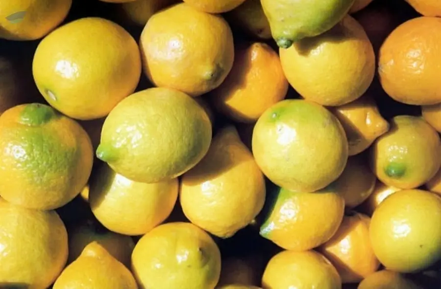 Fresh Citron (Citrus Medica)