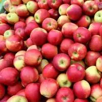 Apples