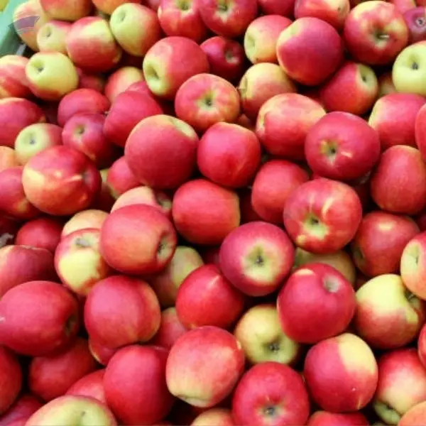 Apples