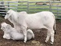 Brahman Cow